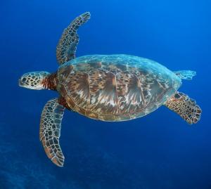 Pacific green sea turtle at Vertigo 
