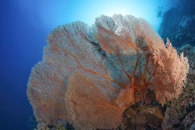 Fan coral at Volcano Drop