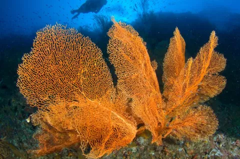 Diver and sea fans, Solomon Islands. Photo by Steve Jones