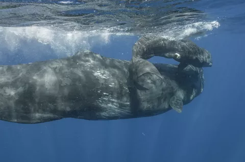 Sperm whale with baby