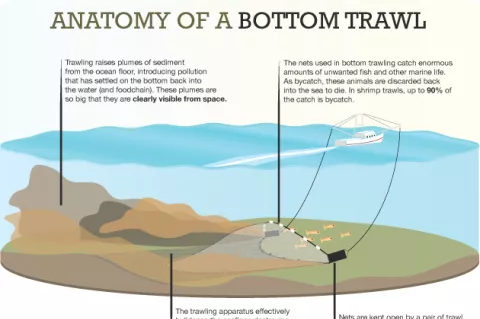 Anatomy of a bottom trawl.