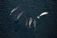 Six narwhals swimming in the sea