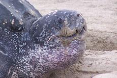 Leatherback turtle in sand