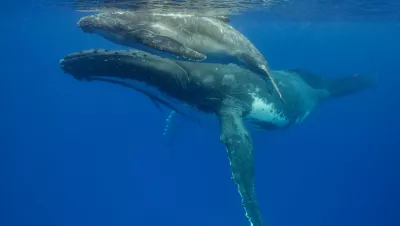 Humpback mother and calf in Tonga. Photo by Don Silcock