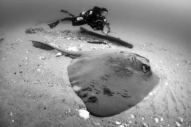 A diver gets close to a broad cowtail stingray off Brisbane, Australia. Photo by Nigel Marsh.