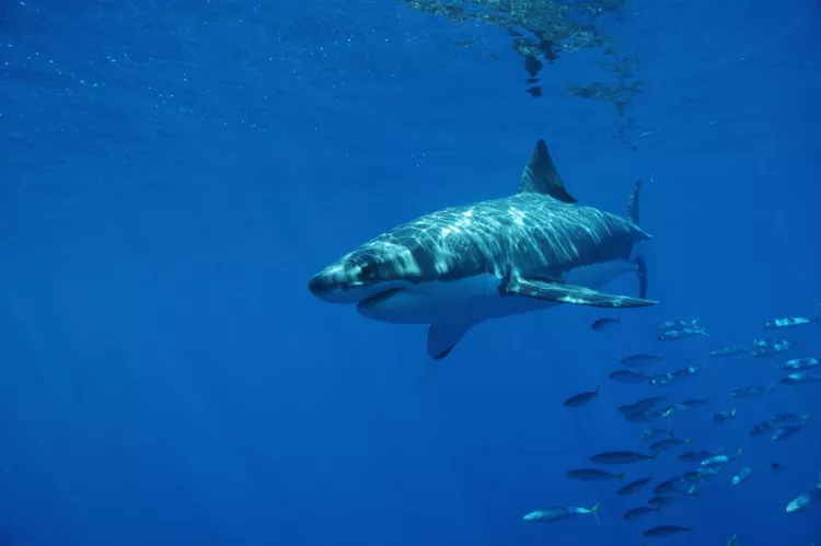 Guadalupe great white shark. Photo by Barb Roy