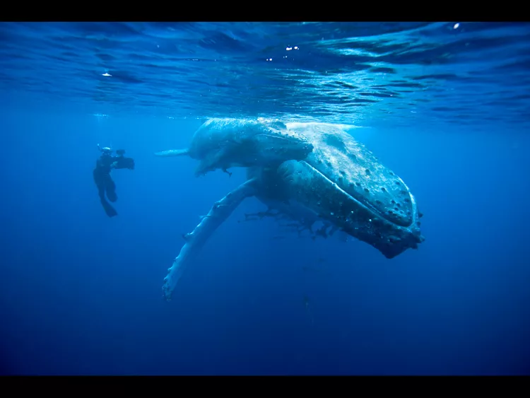 Doug Allan films Humpback Whale