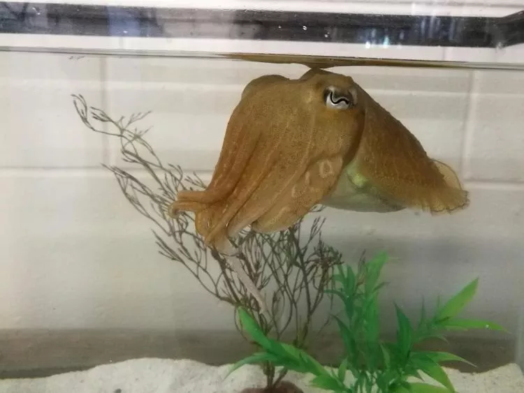 One of the common cuttlefish in the Marine Resources Center at the Marine Biological Laboratory