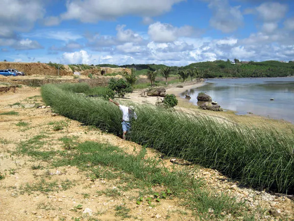 A University of Guam scientist uses vetiver grass to save reefs Source: University of Guam 
