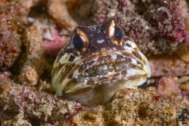 Jawfish with eggs