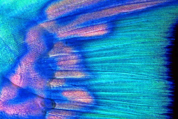 Parrotfish tail fin, by Claudio Ziraldo