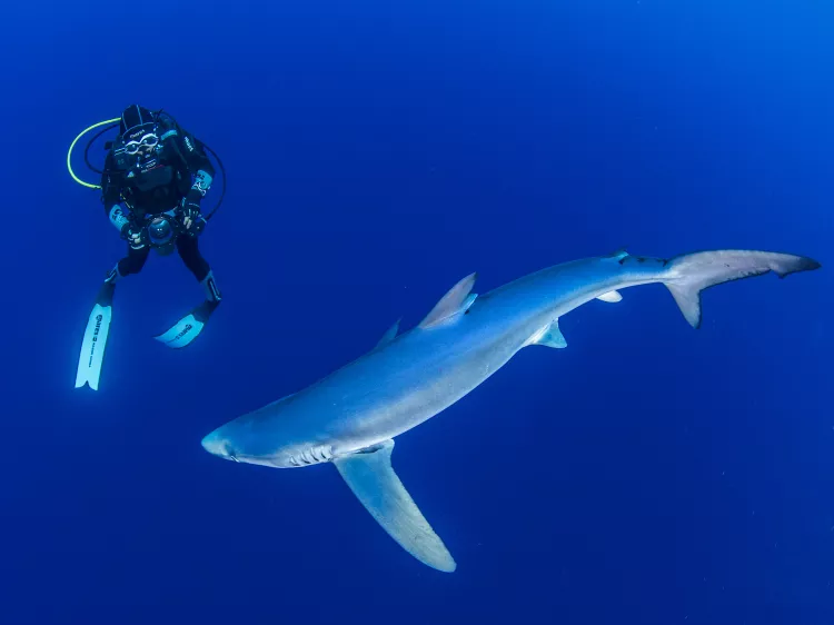 Diver with blue shark 