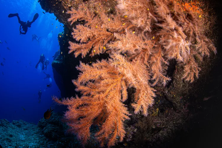 Divers and black coral on wall at Formigas Islets