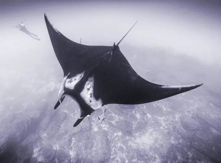 Manta ray, photo by Olga Torrey