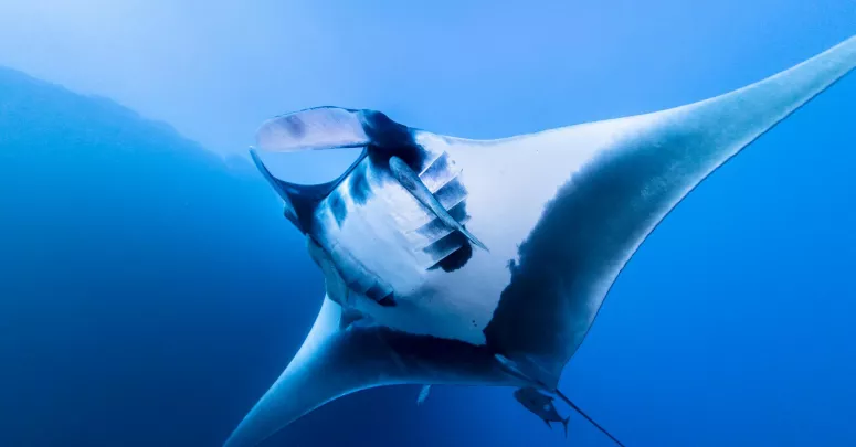 Oceanic manta ray, Socorro, Mexico. Photo by Kate Holt