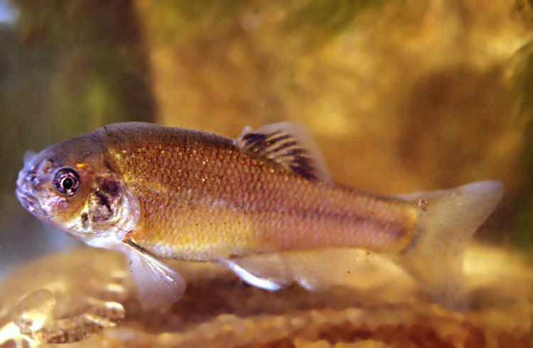 Minnows can manage drastic temperature increases, study shows