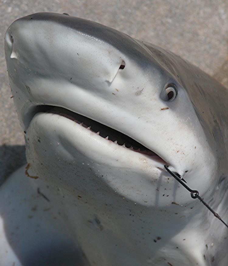 Small device can reduce shark bycatch by 90%