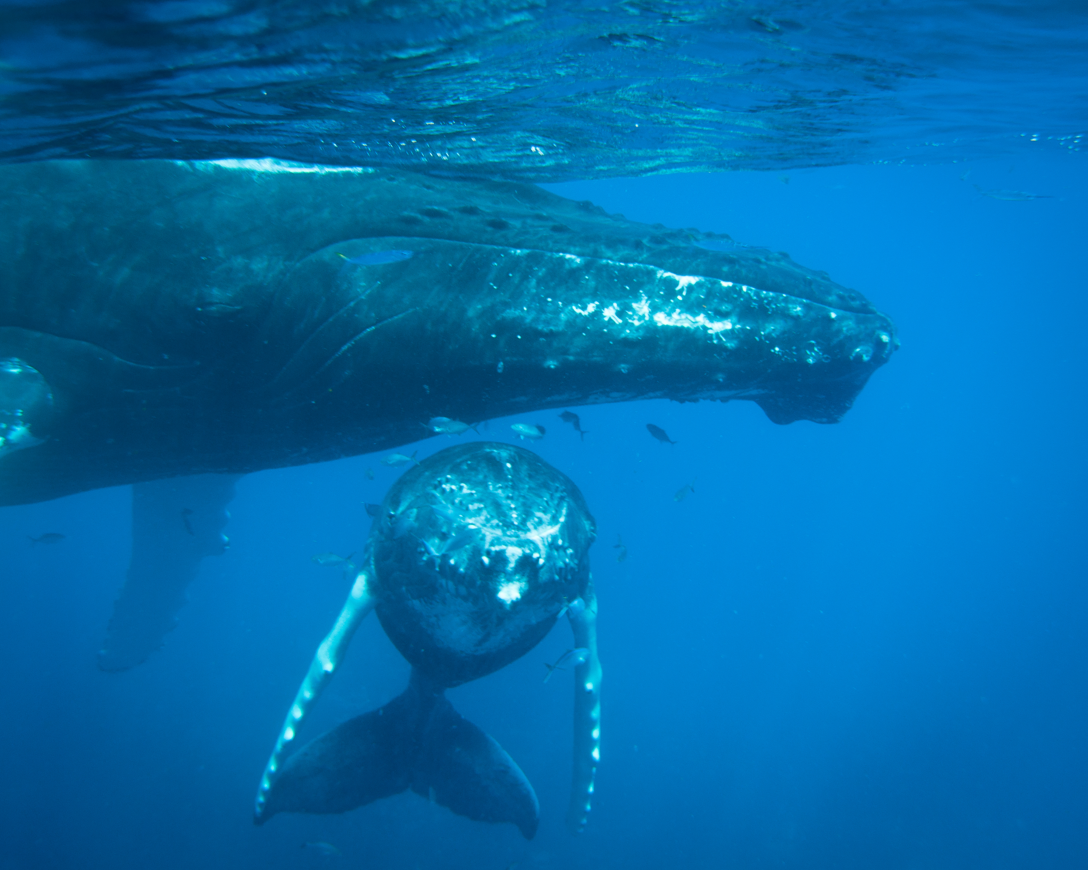 Humpback mother and calf, Dominican Republic, by Brandi Mueller