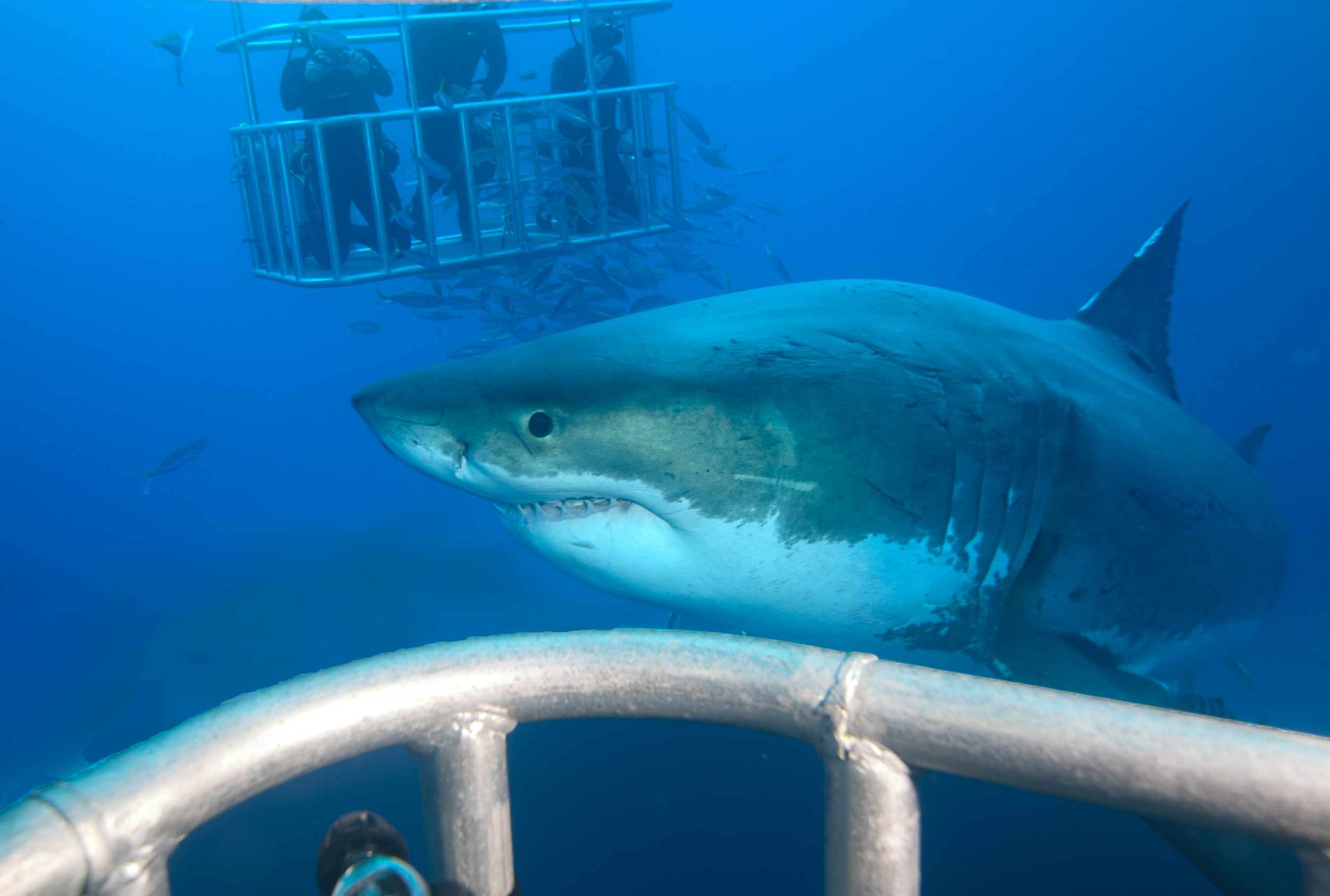 Great white shark at Guadalupe Island. Photo by John A. Ares