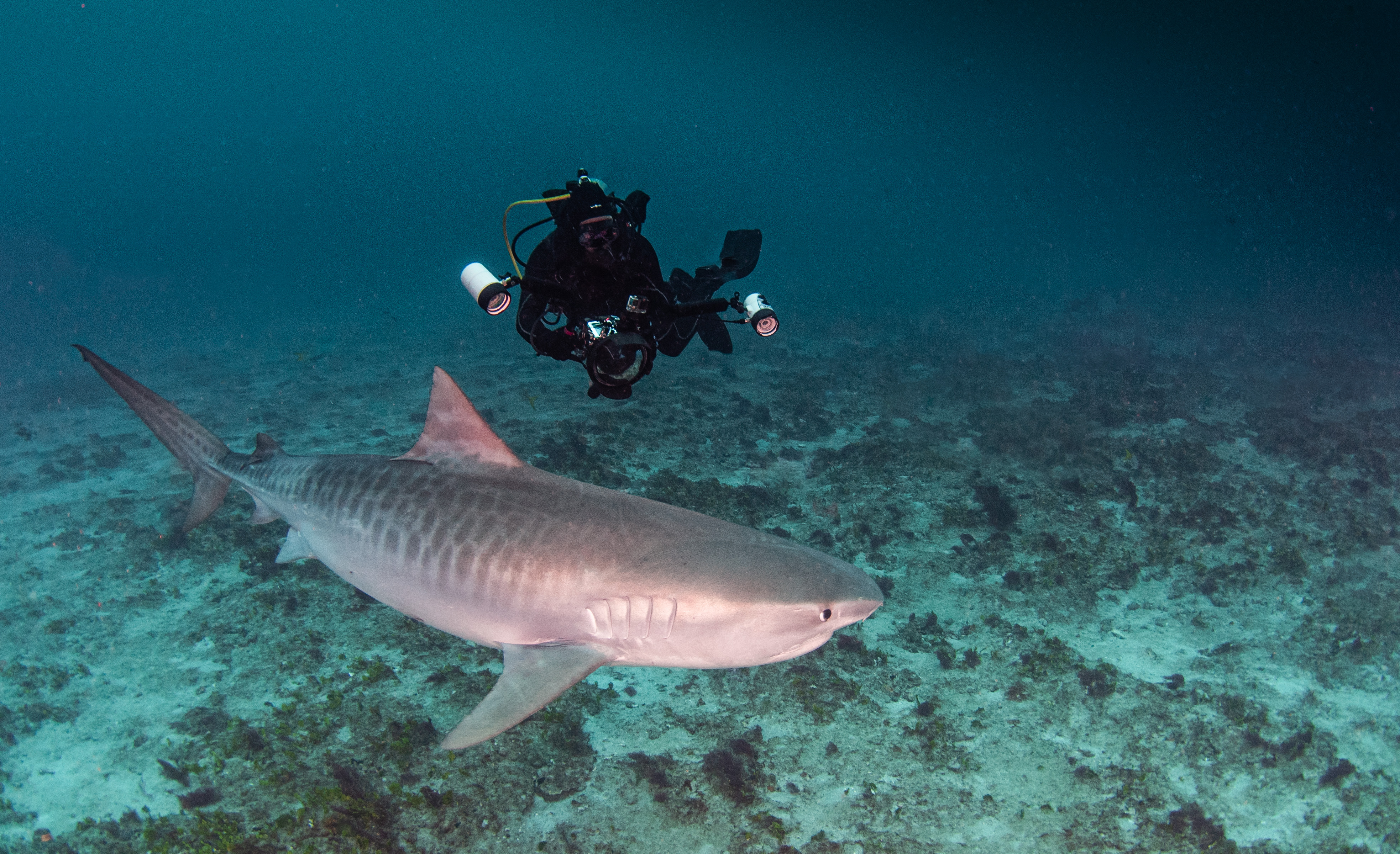 Juvenile tiger shark with diver, by Gary Rose, MD