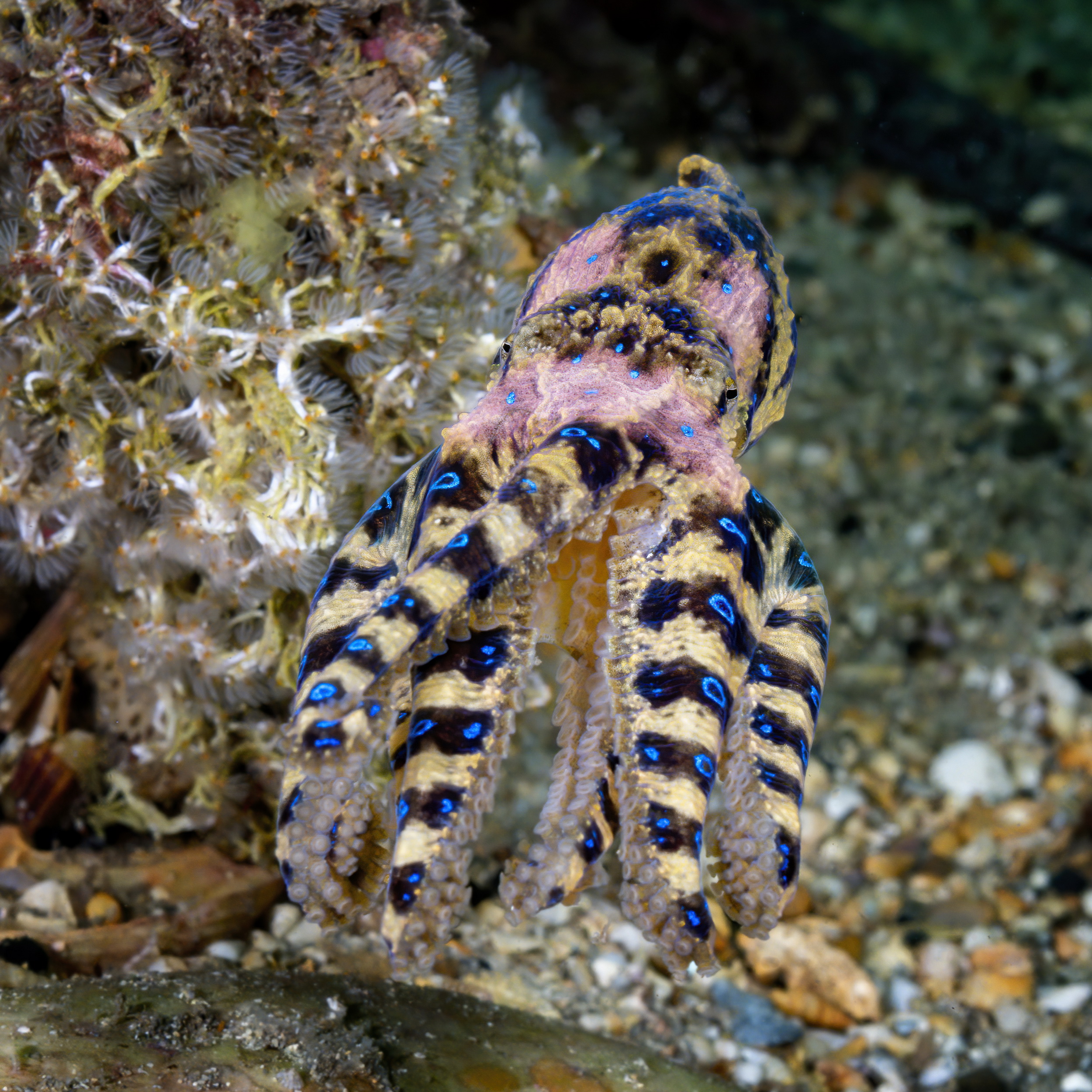 Blue-ringed octopus, Edithburgh Jetty, South Australia. Photo by Don Silcock.