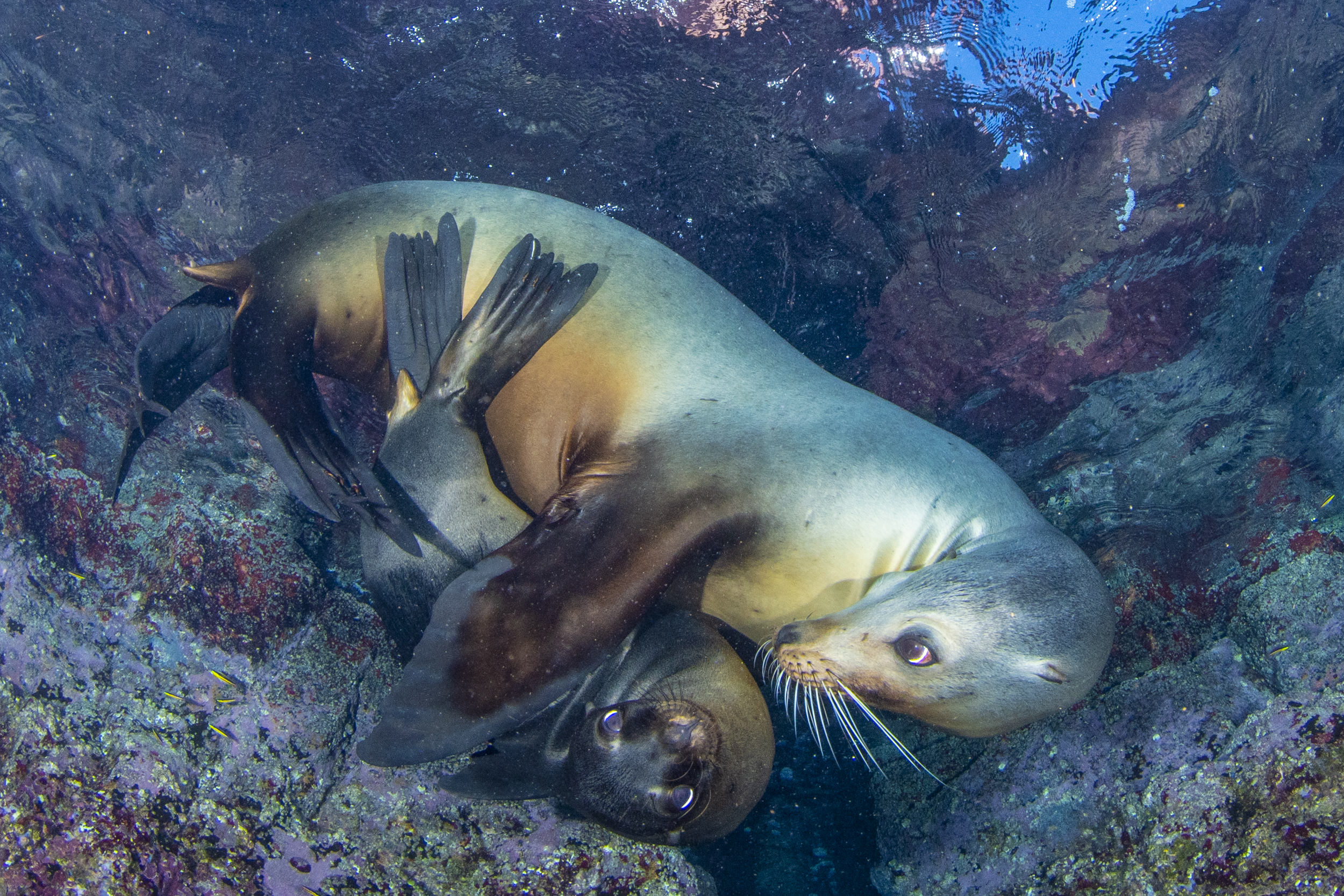 Cuddles, sea lion calf with mum, by Celia Kujala