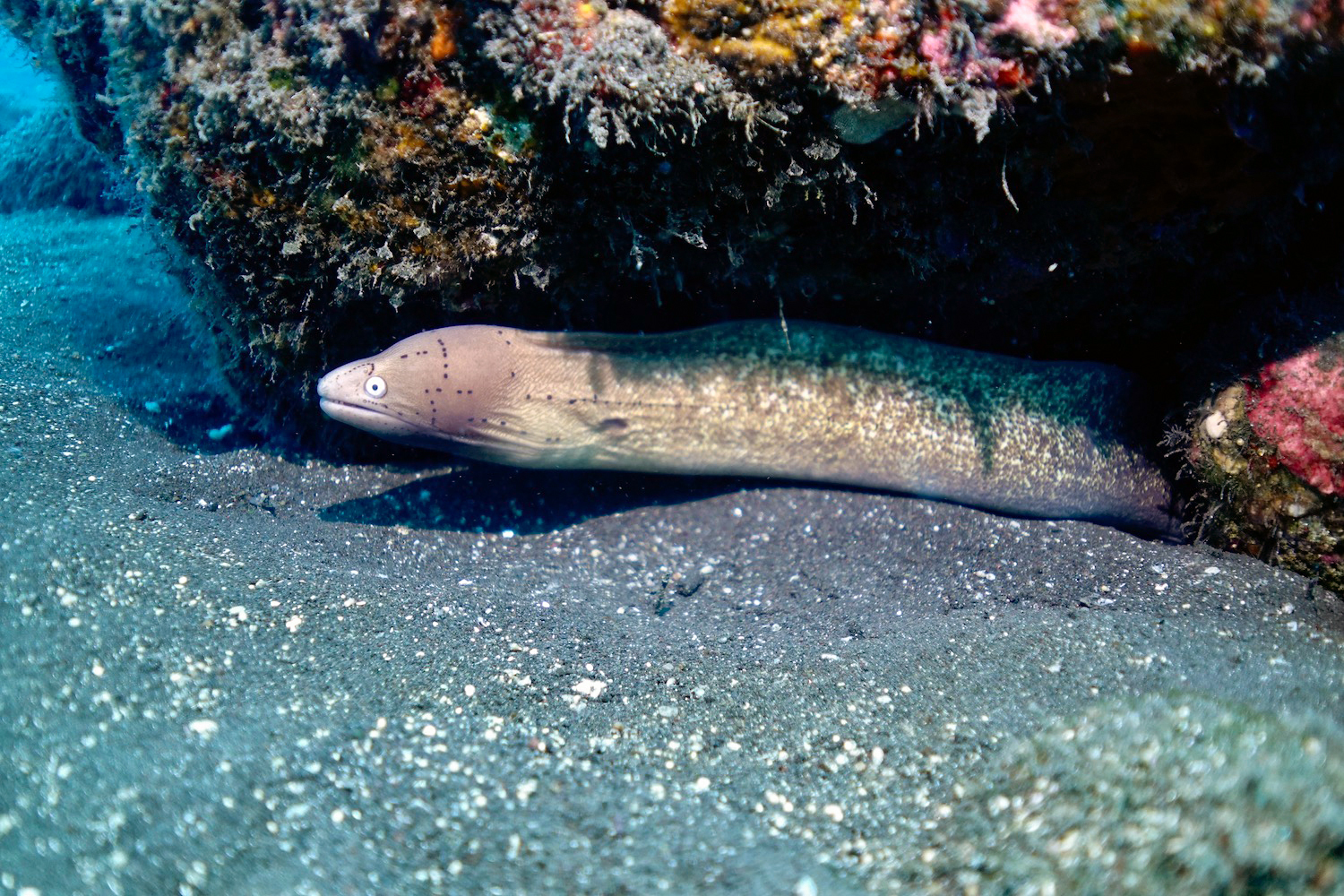 Geometric or grey moray at Les Douanes
