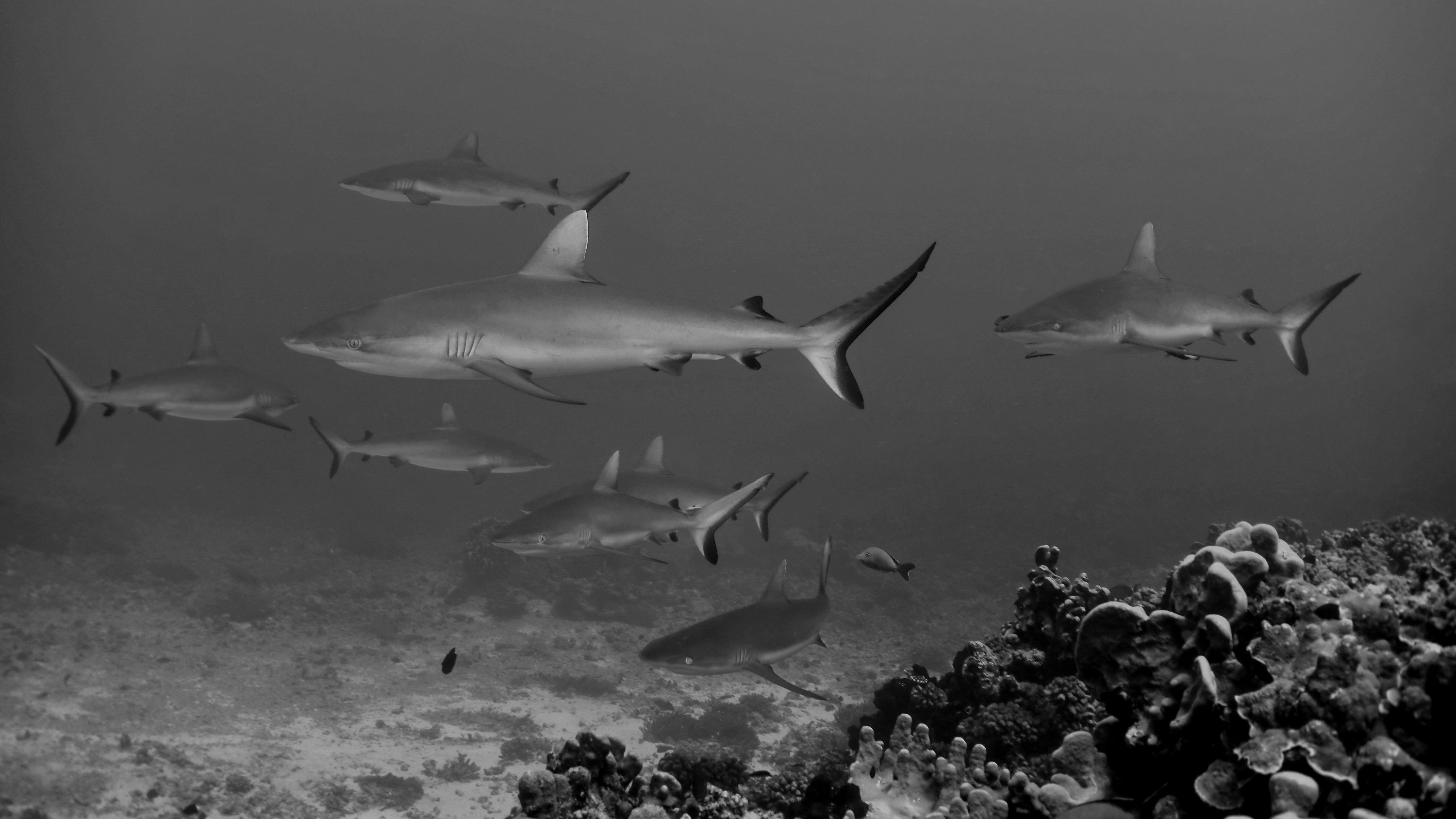 Gray reef sharks in the southern channel at Tumakohua. Photo by Pierre Constant.