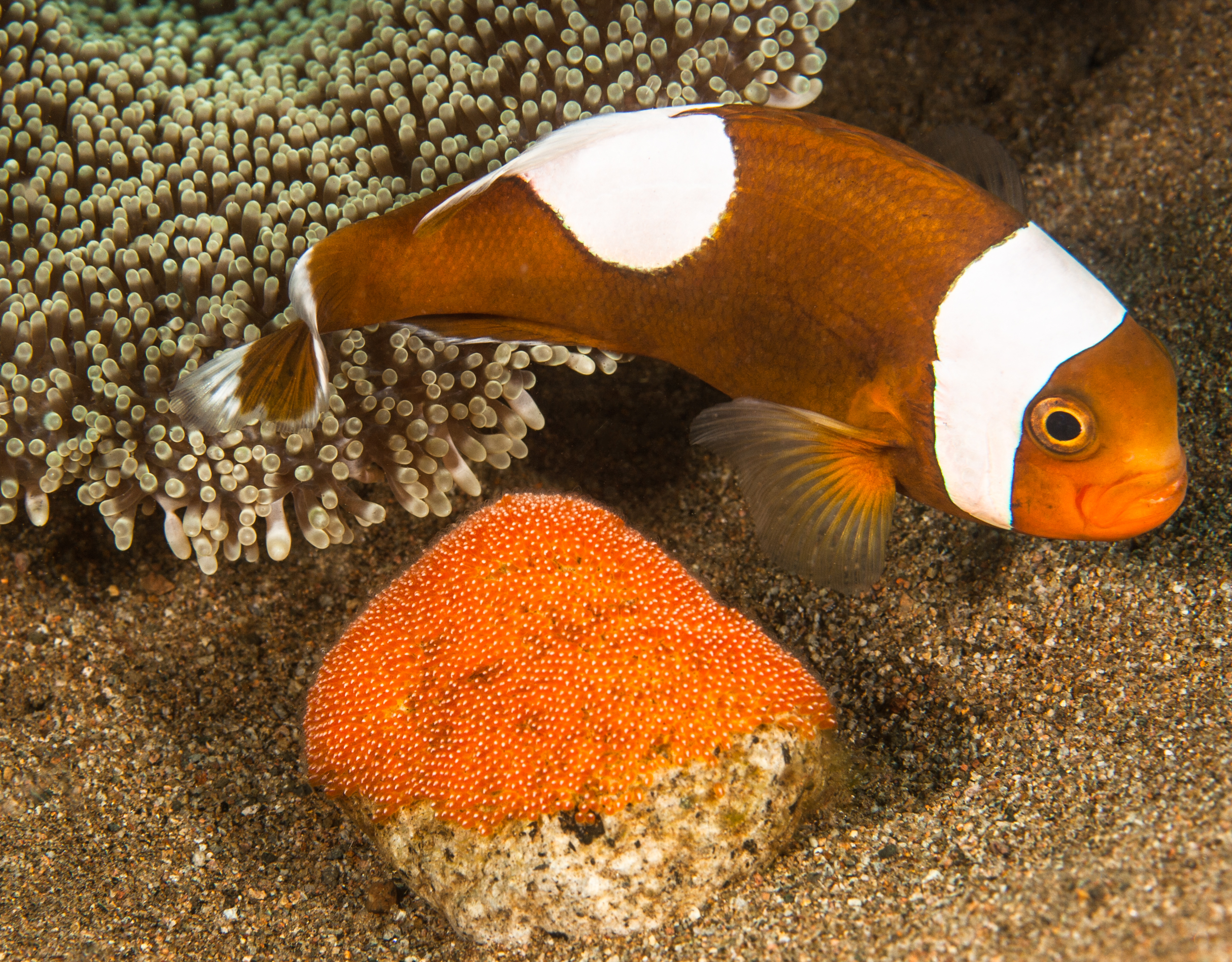 Anemonefish with eggs, by Anita George-Ares