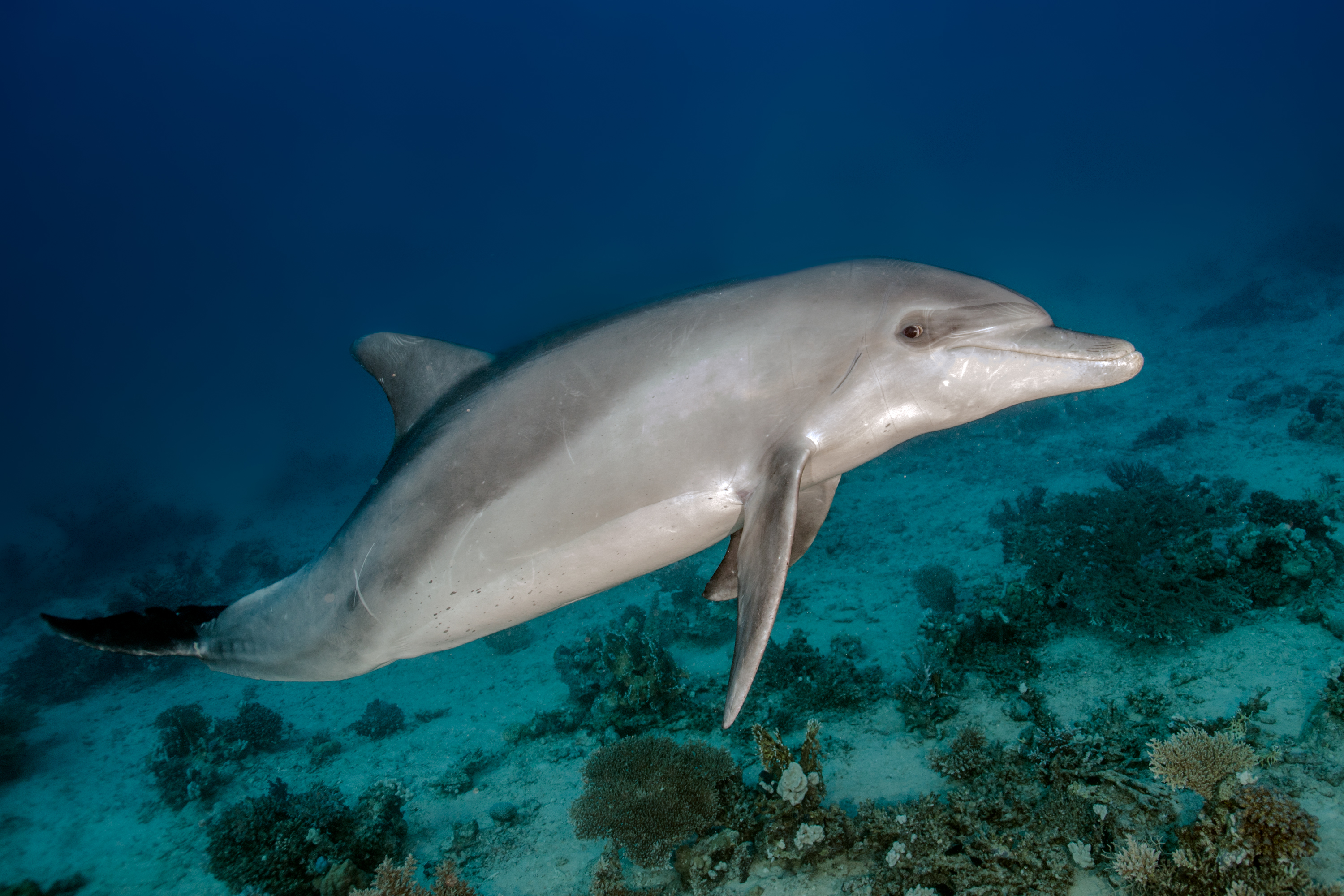 Juvenile dolphin, Red Sea. Photo by Kate Jonker