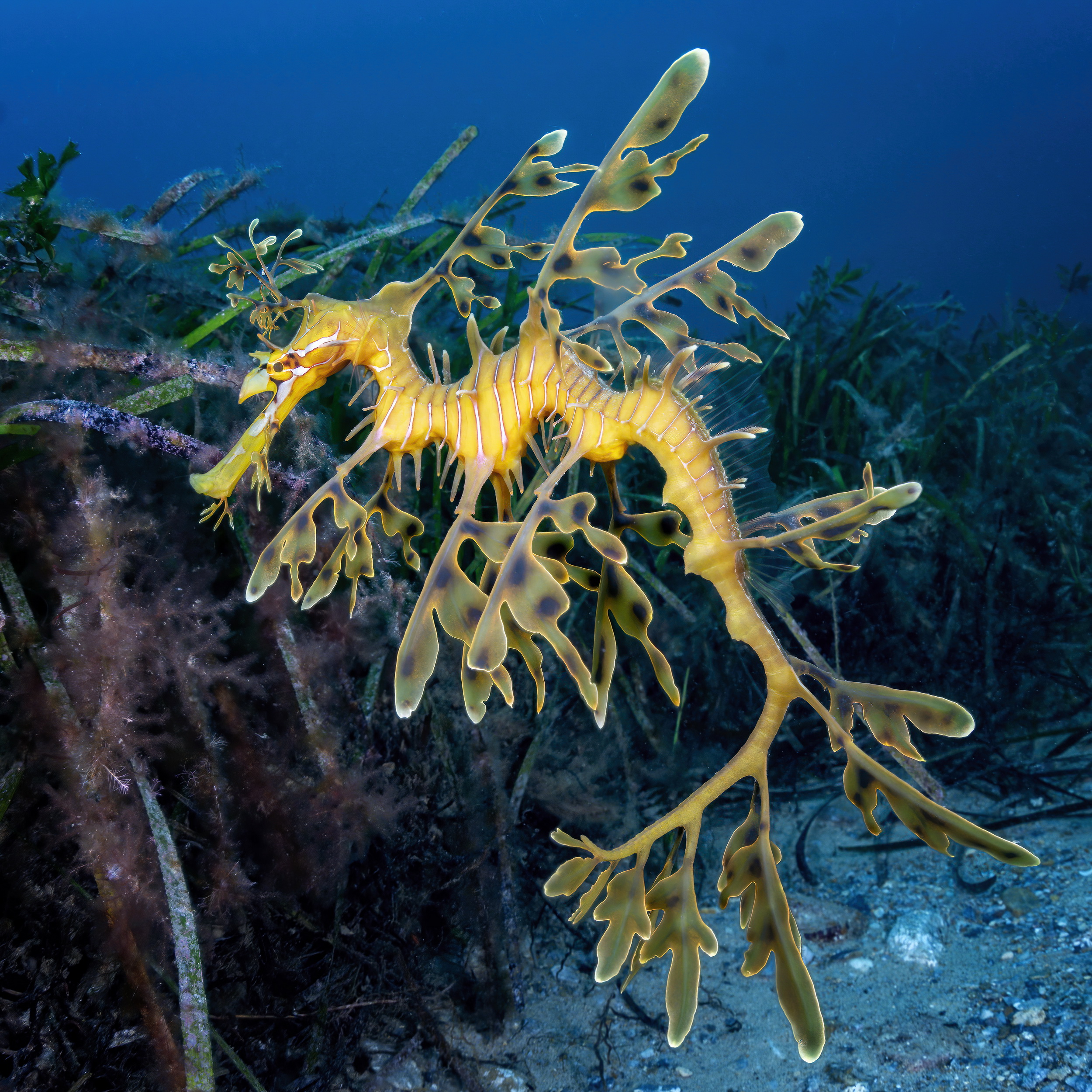 Leafy seadragon at the Tee, Rapid Bay Jetty, South Australia. Photo by Don Silcock