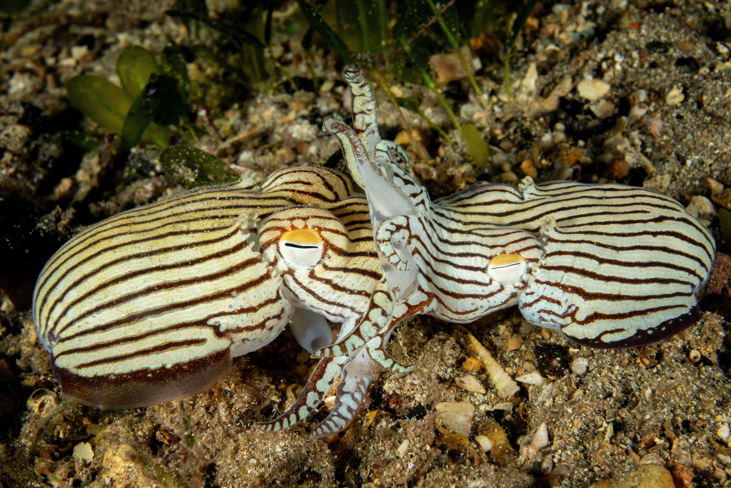 Mating pyjama squid, Edithburgh Jetty, South Australia. Photo by Don Silcock.