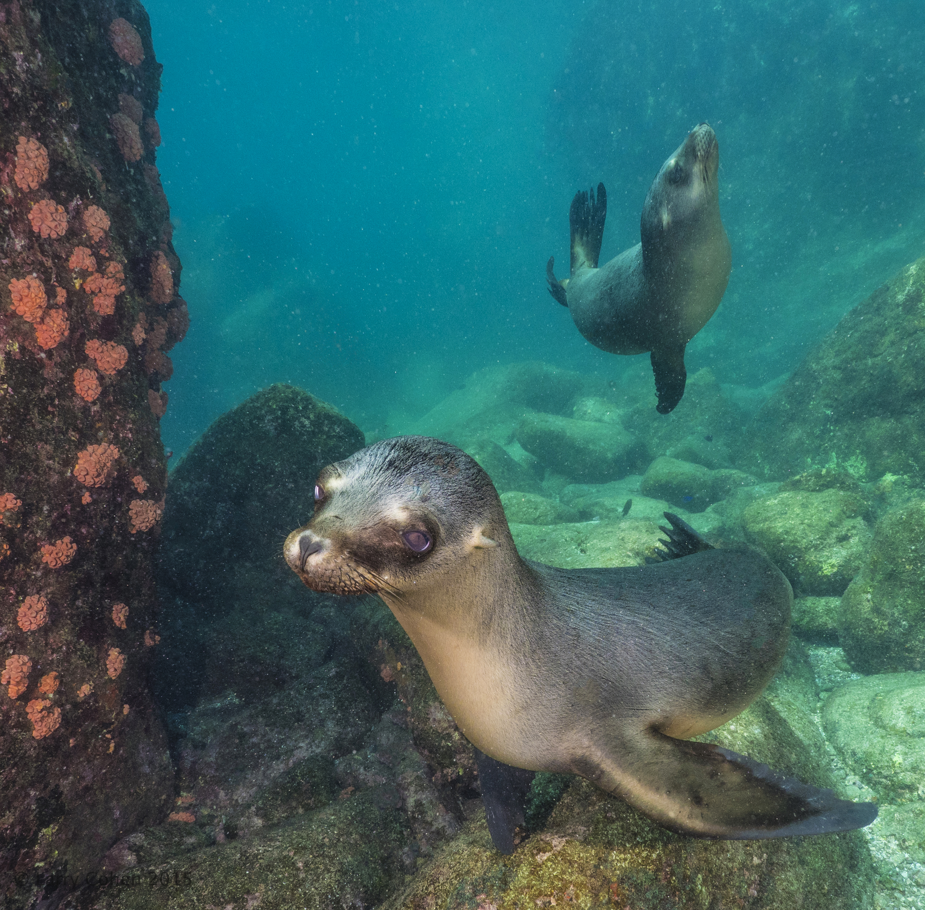 Sea lion juvenile, La Paz, Mexico. Photo by Larry Cohen