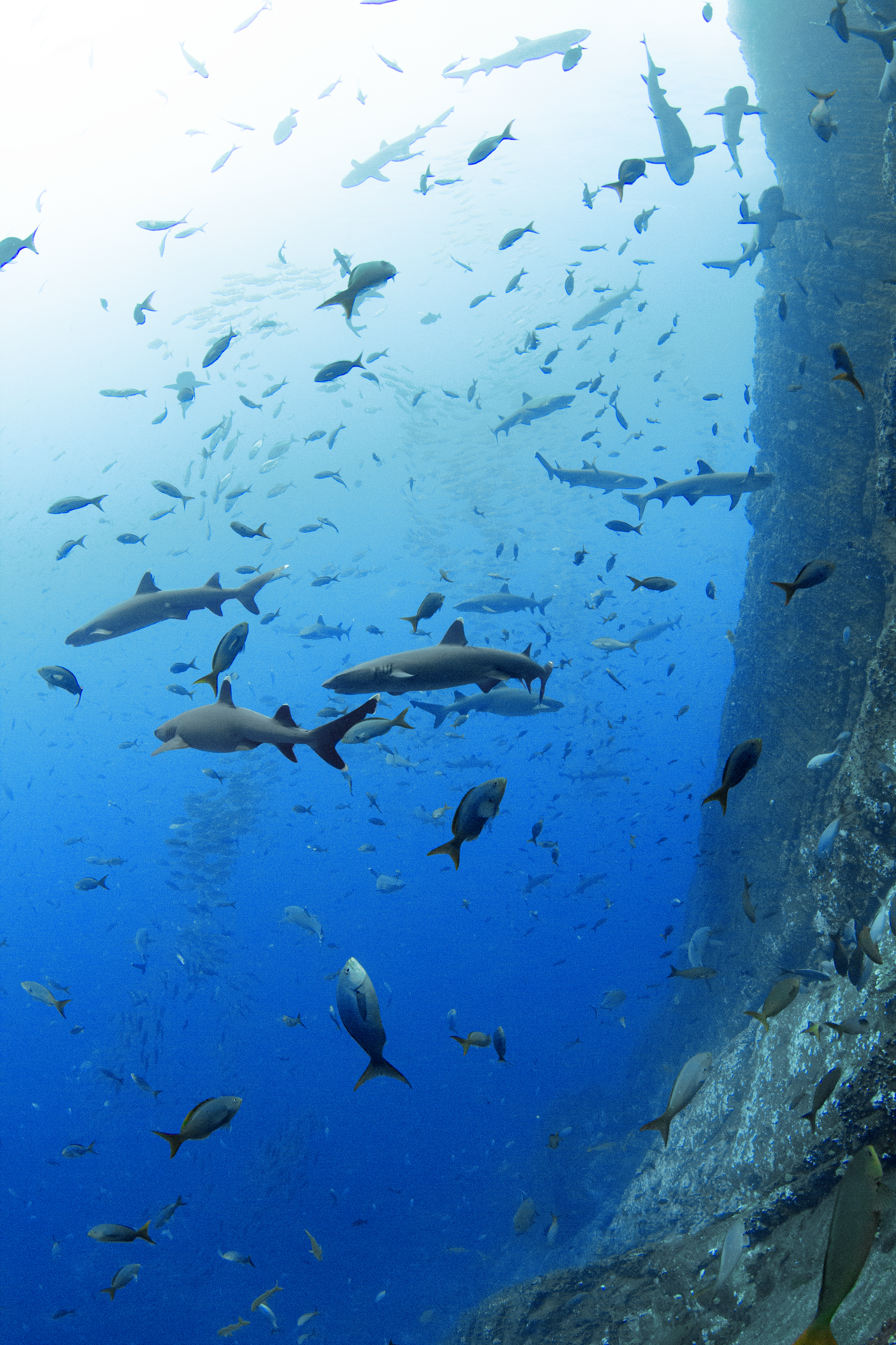 Whitetip reef sharks at Roca Partida. Photo by Kate Holt