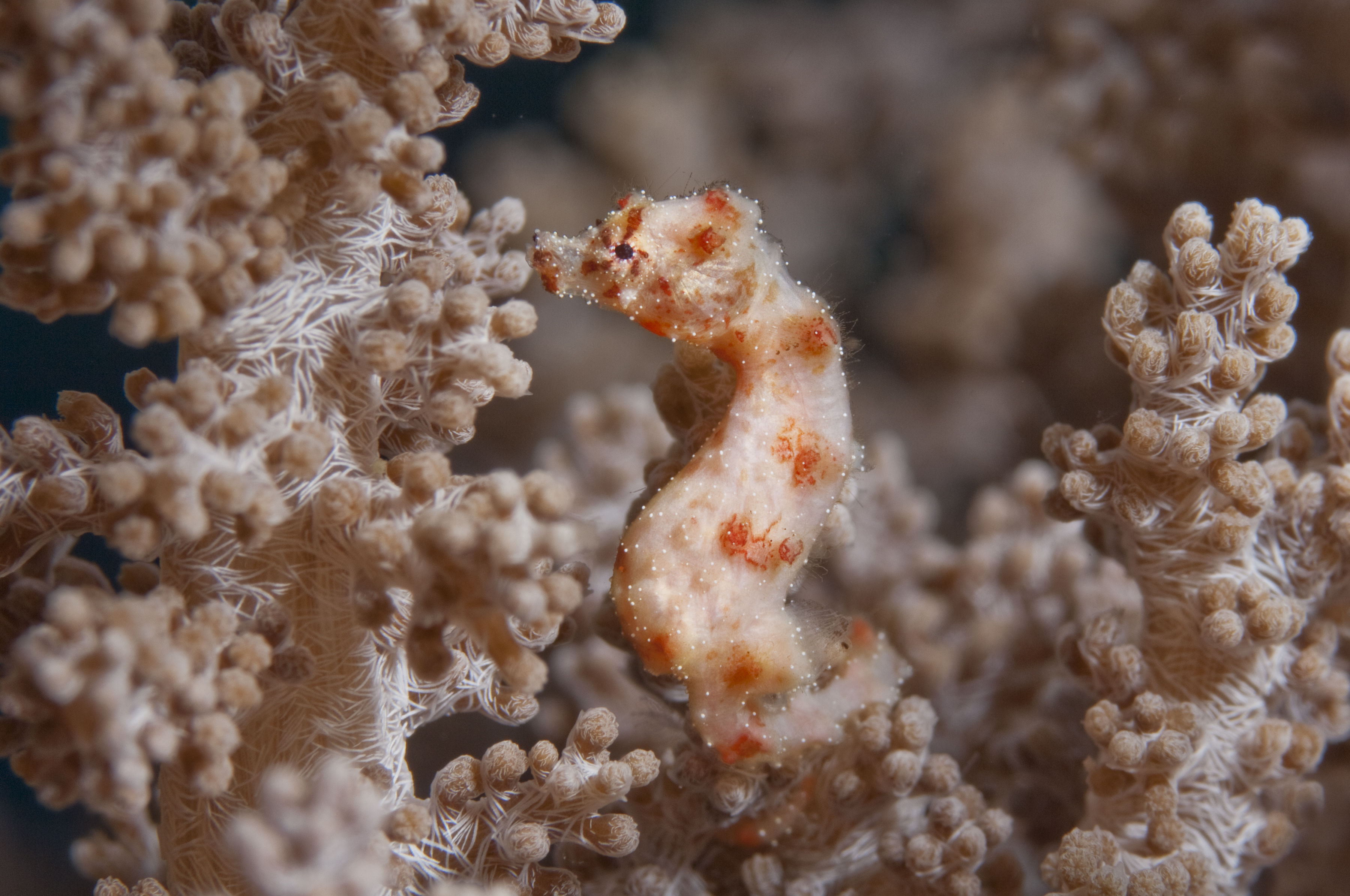 Walea soft coral pygmy seahorse found only in a small Indonesian bay, Togian Islands, Indonesia. Photo by Dr Richard Smith