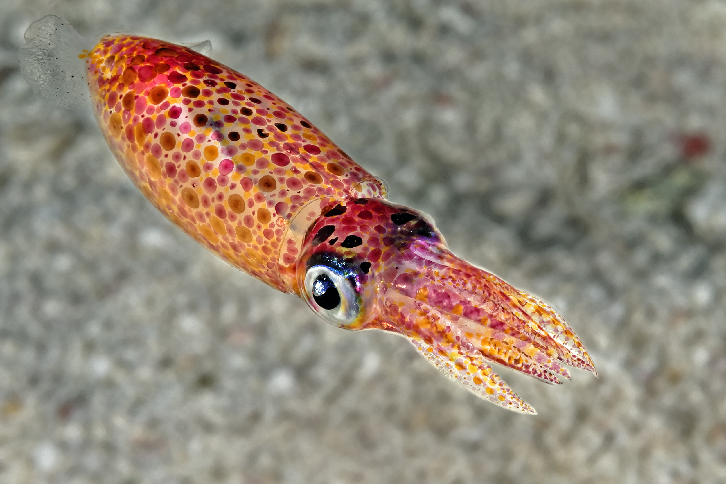Caribbean reef squid, Turks and Caicos. Photo by Scott Johnson