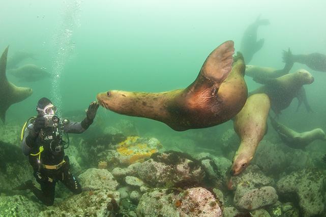 Photo by Andrey Bizyukin: Divers with Steller sea lions at Cape Kekurny in Kamchatka, Russia