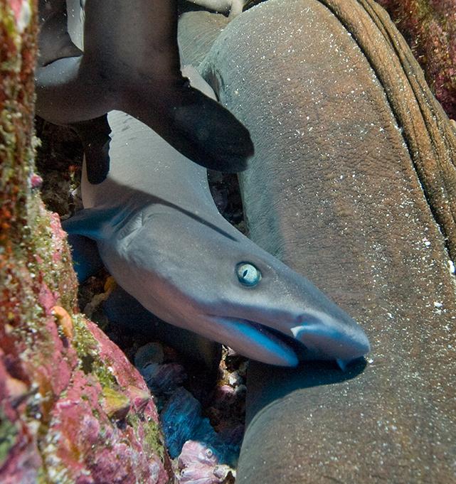 Photo by Larry Cohen: Juvenile whitetip shark and moray eel, Roca Partida, Socorro Islands, 