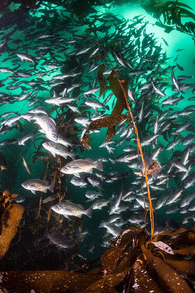 Photo by Brent Durand: Blue rockfish (Sebastes mystinus), Tyler Bight, San Miguel, Channel Islands, California, United States