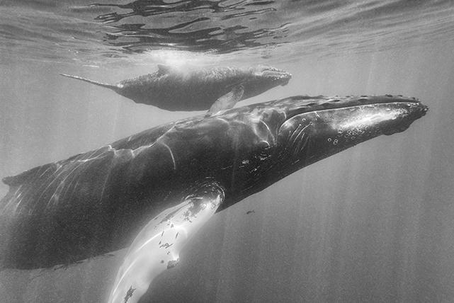 North Atlantic humpback whale