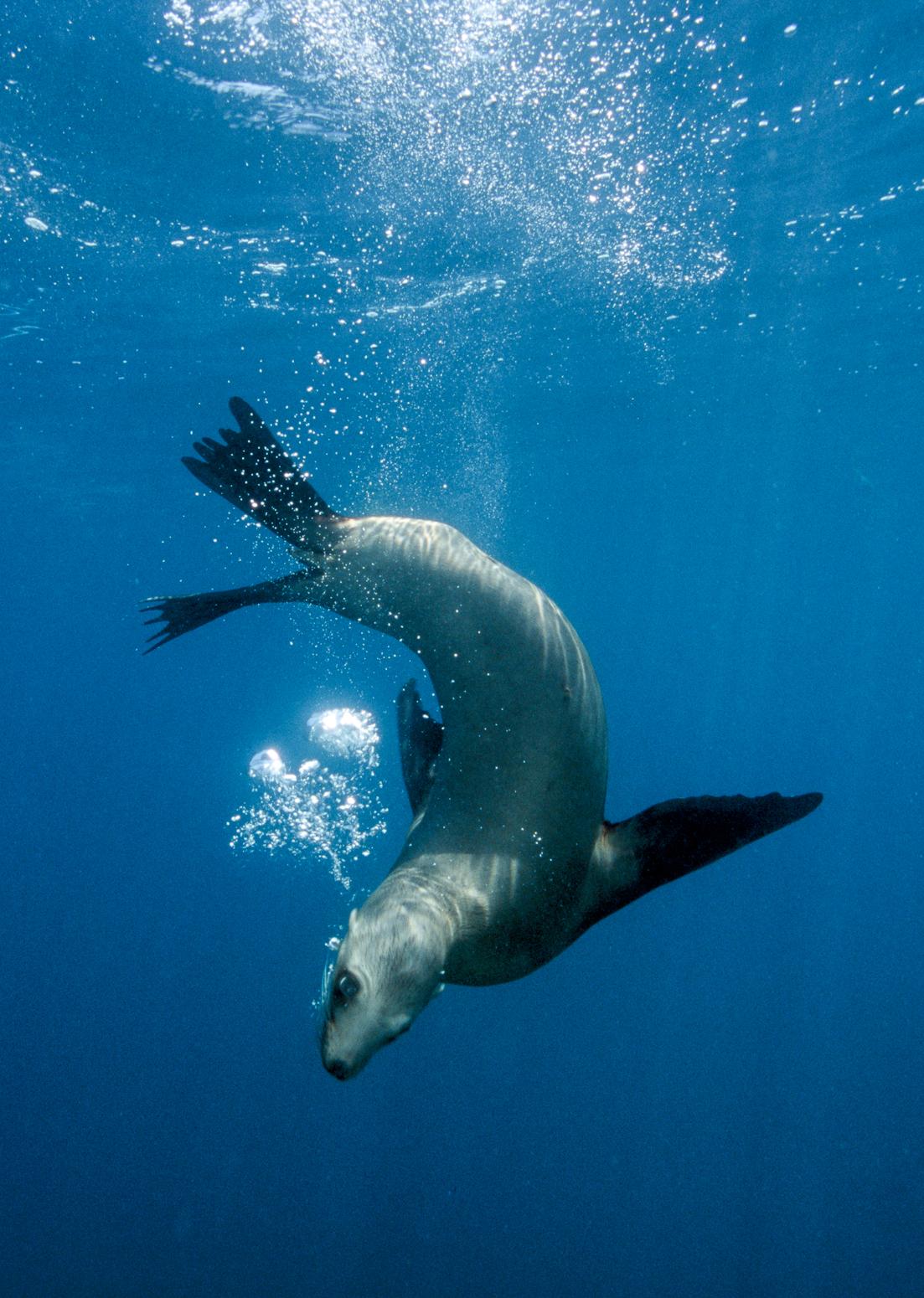 Diving Seal