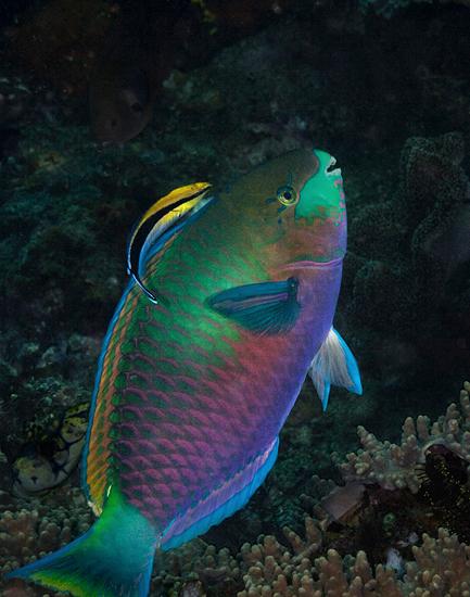 parrotfish with cleaner wrasse