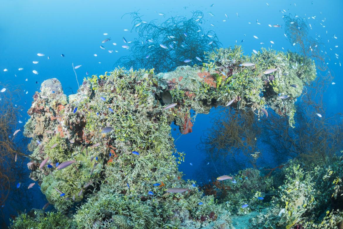 Fusiliers and damselfish swimming over the colorful, coral encrusted, 3-inch bow gun on the Kensho Maru.