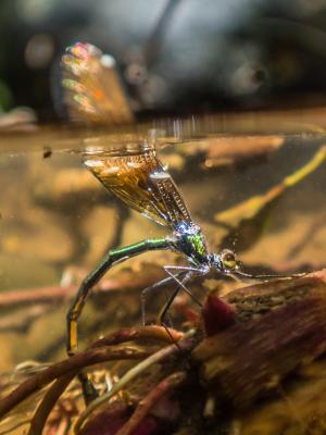 Dragonfly laying its eggs underwater. Photo by Claudia Weber-Gebert