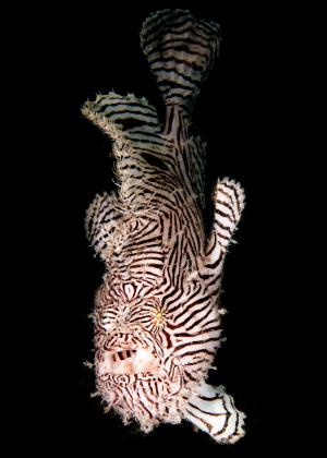 zebra-patterned scripted frogfish