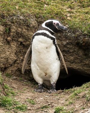 Magellanic penguin, Saunders Island