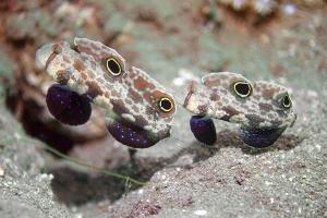 Pair of signal or two-spot goby at Joy’s Reef, Kimbe Bay