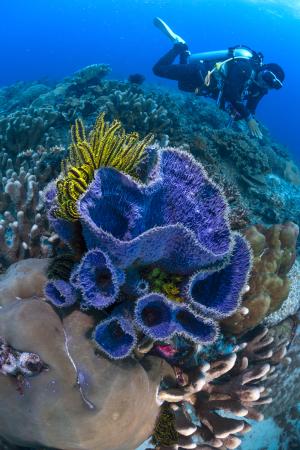 Dive on reef at Serbete