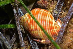 Snails can often be found in the seagrass beds. Photo by Michael Salvarezza and Christopher P. Weaver.