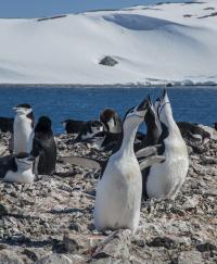 Chinstrap penguins, Yan­kee Harbour, Greenwich Island, South Shetland Islands